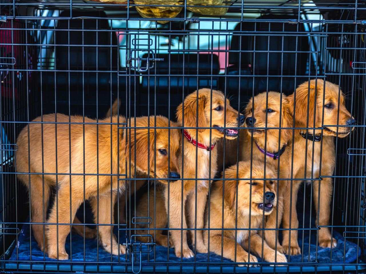 Adorable Golden Retriever puppies in a car carrier, ready for travel.